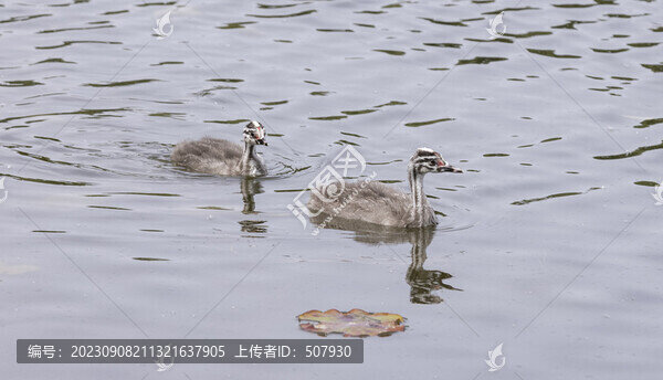 鳳頭?鵜