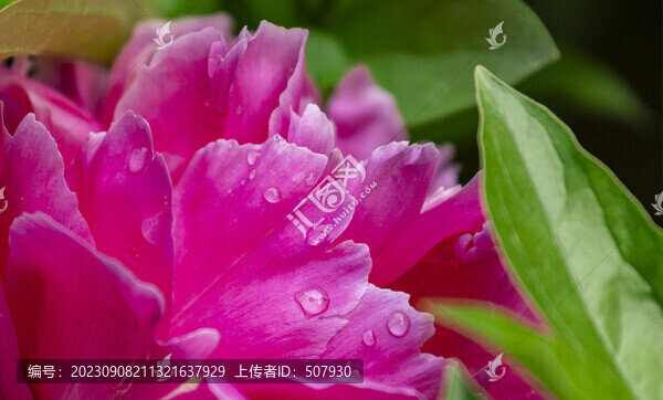 芍藥