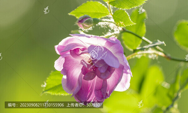 薔薇