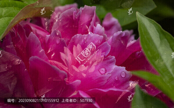 薔薇花