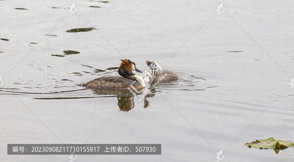 鳳頭?鵜