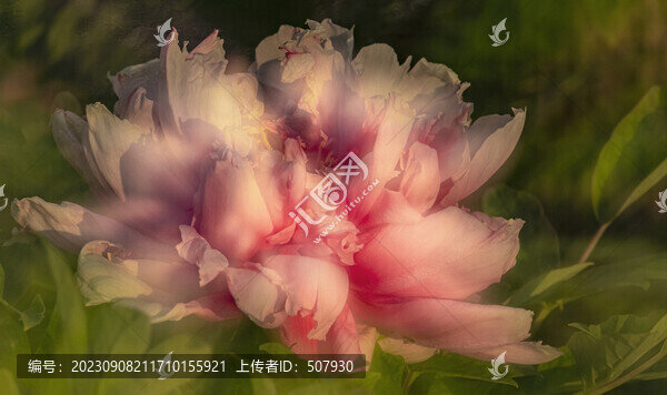 牡丹多重曝光