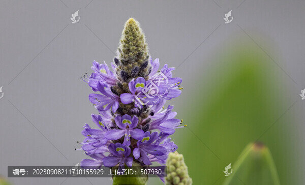 梭魚草海壽花