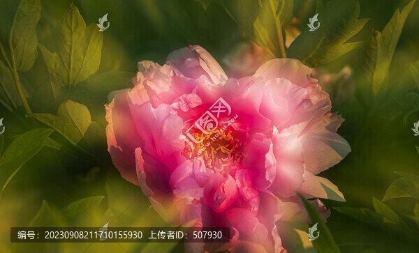 牡丹多重曝光