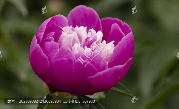 芍藥花