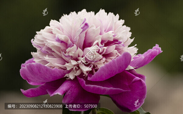 芍藥花