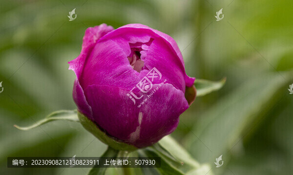 芍藥花