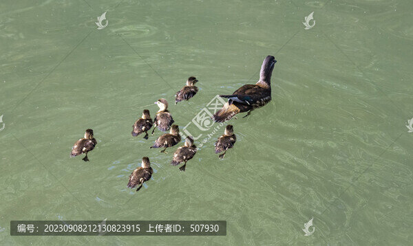 鴛鴦寶寶