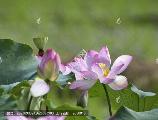 荷花蓮花