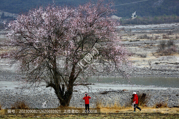 林芝桃花節(jié)