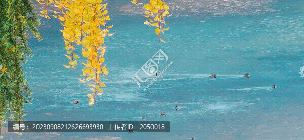 湖泊動(dòng)物