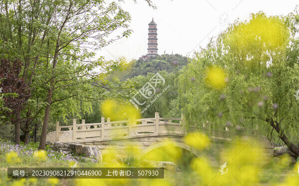 玉泉山油菜花