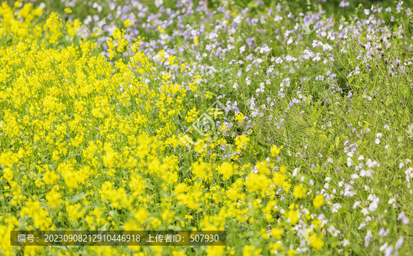 油菜花