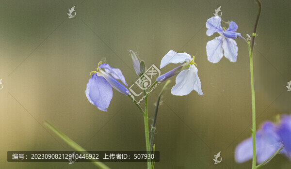 二月蘭