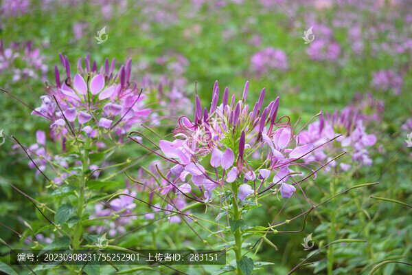 醉蝶花