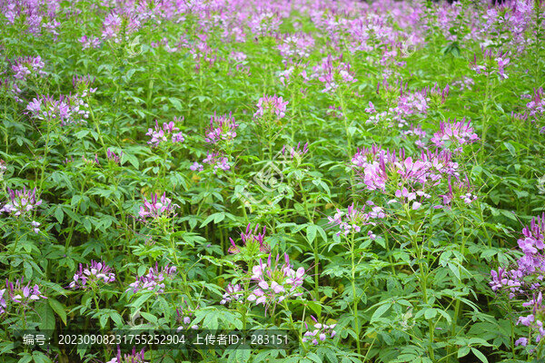 醉蝶花