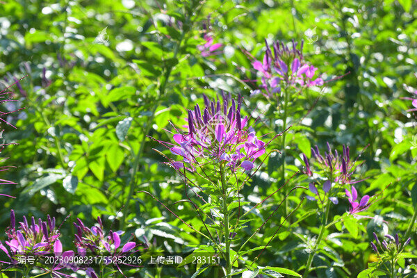 醉蝶花