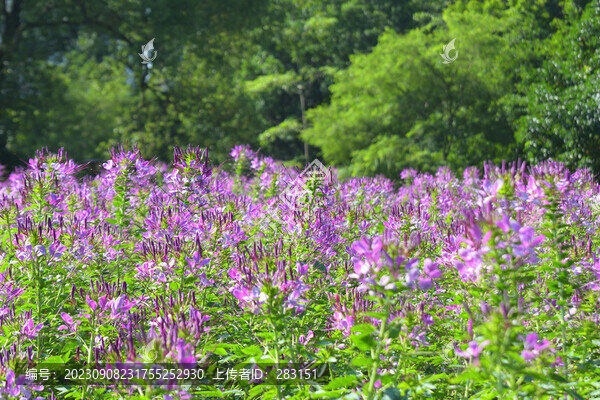 醉蝶花