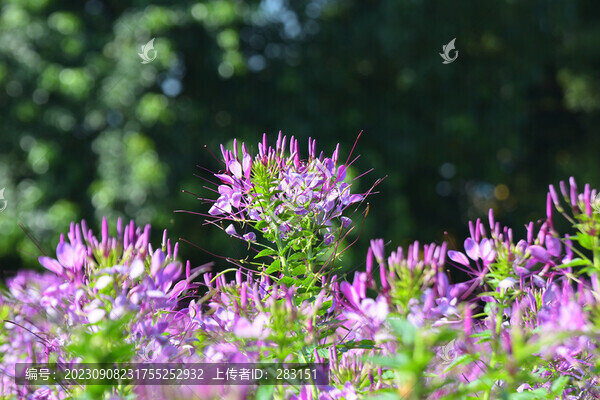 醉蝶花