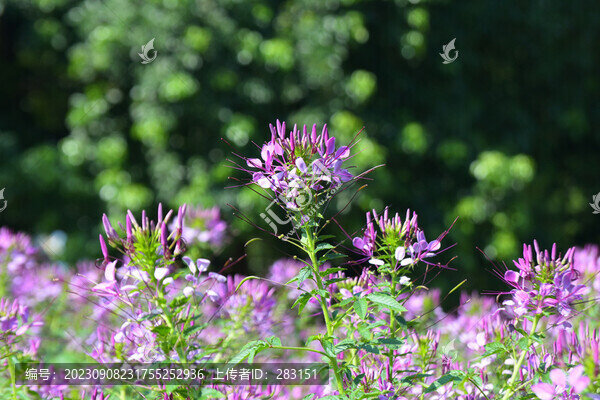 醉蝶花