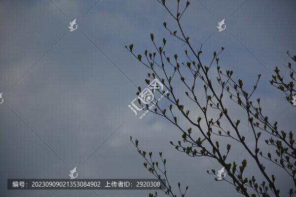 樹枝天空