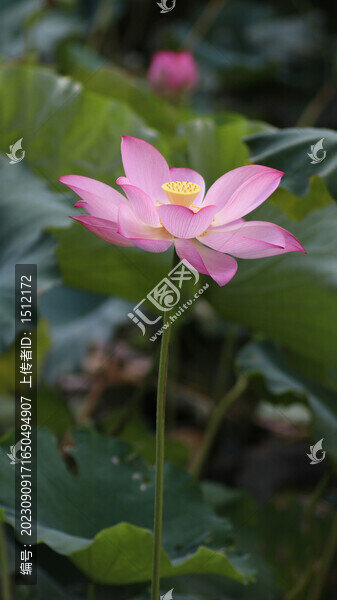 盛開(kāi)的荷花