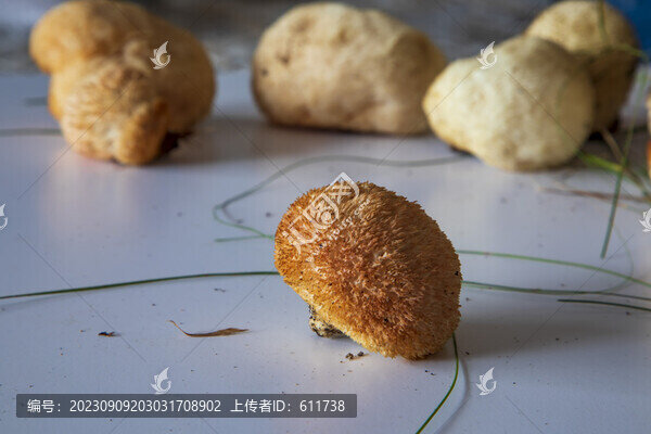 采到家里的野生猴頭菇