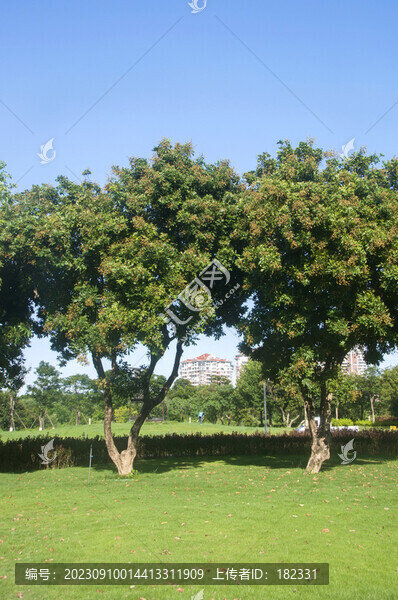 綠樹(shù)龍眼樹(shù)