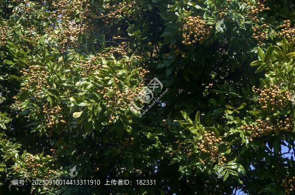 龍眼樹枝頭果實(shí)