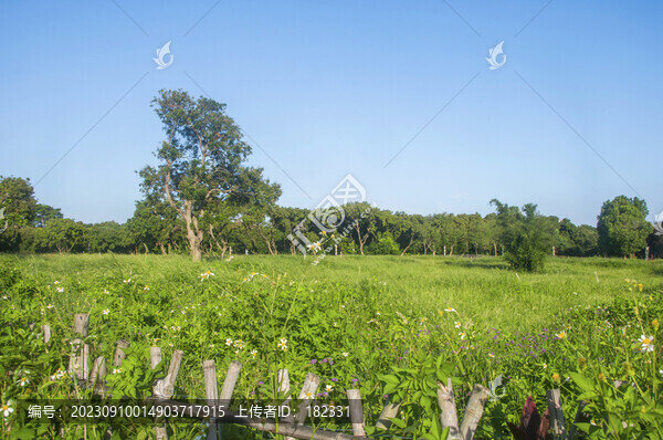 公園綠地景觀