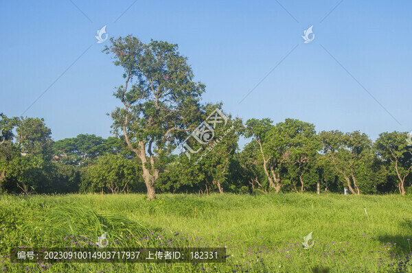 綠地綠林