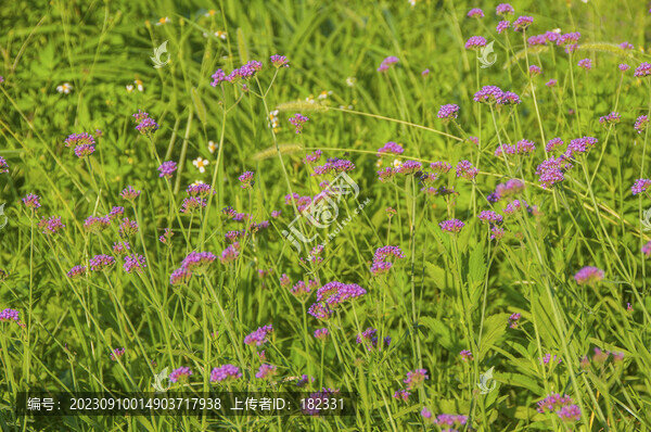 柳葉馬鞭草