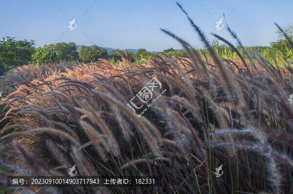 狼尾草草叢