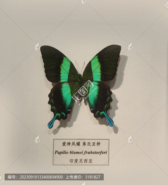 蝴蝶標本科普