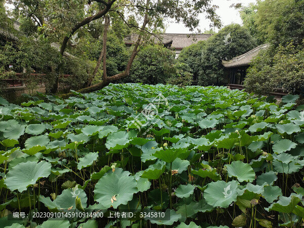 園林景觀