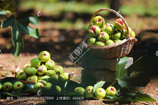 無(wú)花果