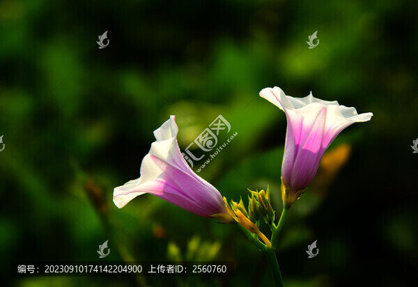 地瓜花