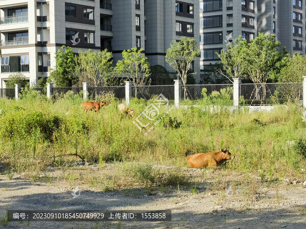 牛犢
