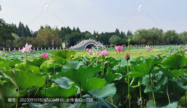 公園荷花