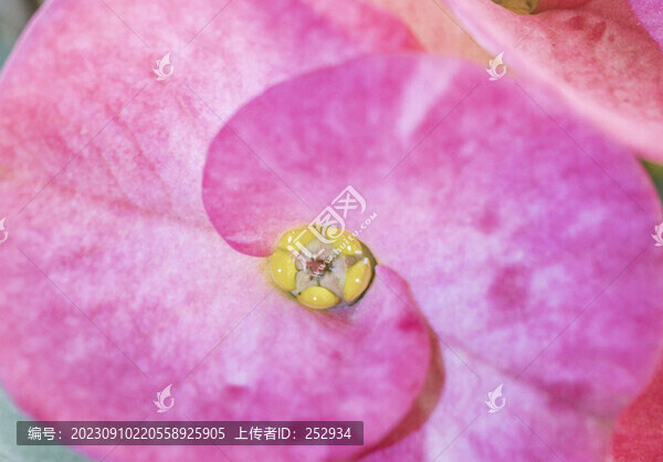花蕊素材