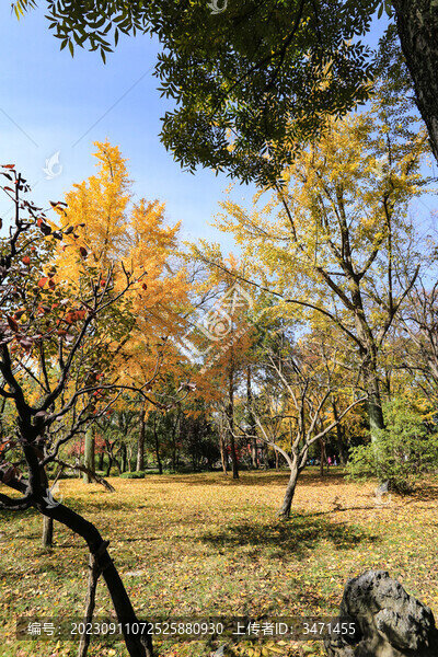 小樹林
