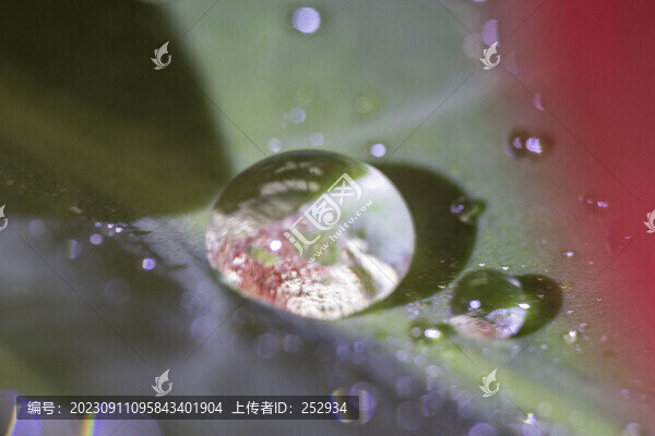 花卉水珠