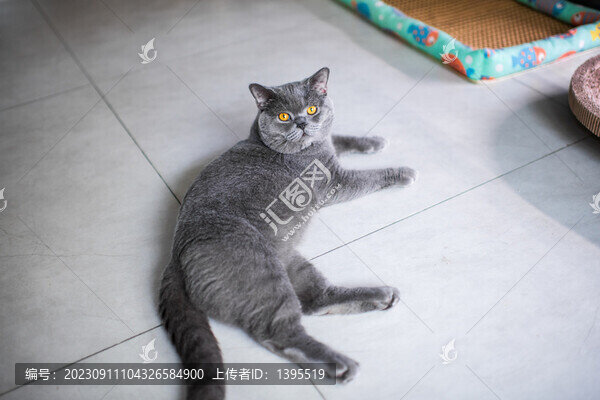 貓咪