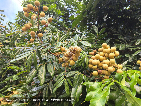 果實(shí)桂圓