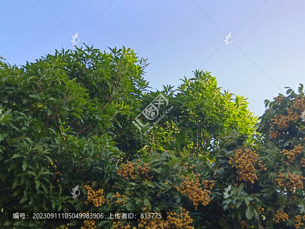 滿樹桂圓