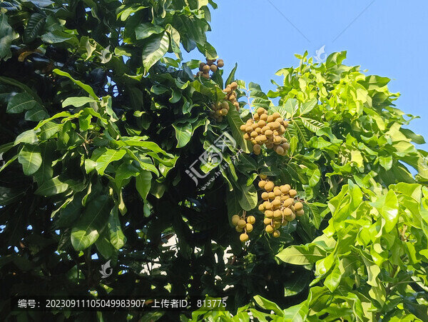 南方枝頭桂圓