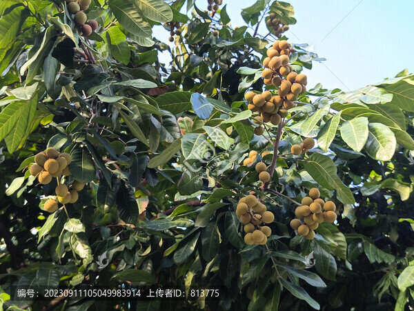 種植桂圓