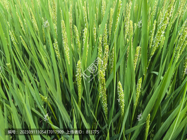 清香稻花