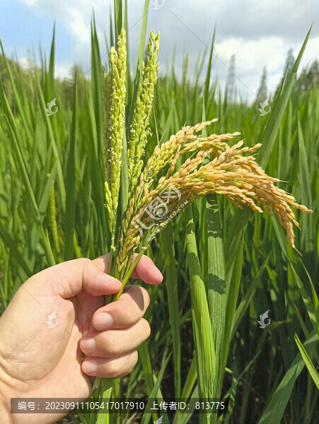 秋稻稻花稻穗