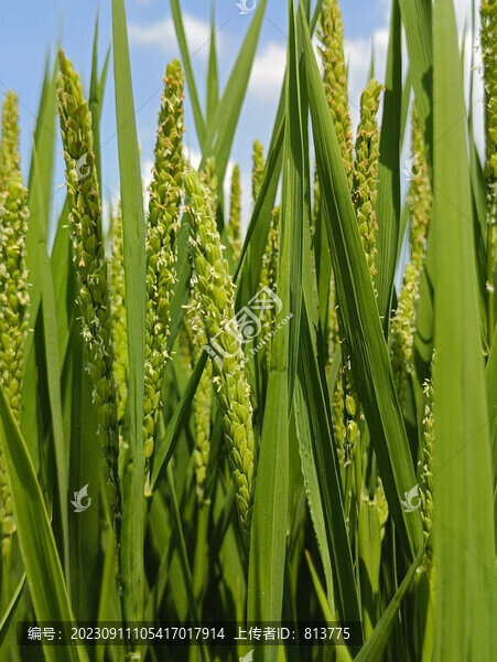 晚稻花素材